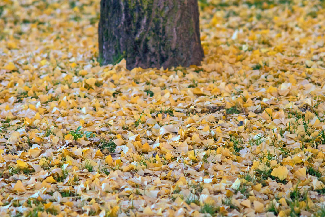Foto Shutterstock Spadané listí chrání zeminu a kořenový systém stromu před prvními mrazy