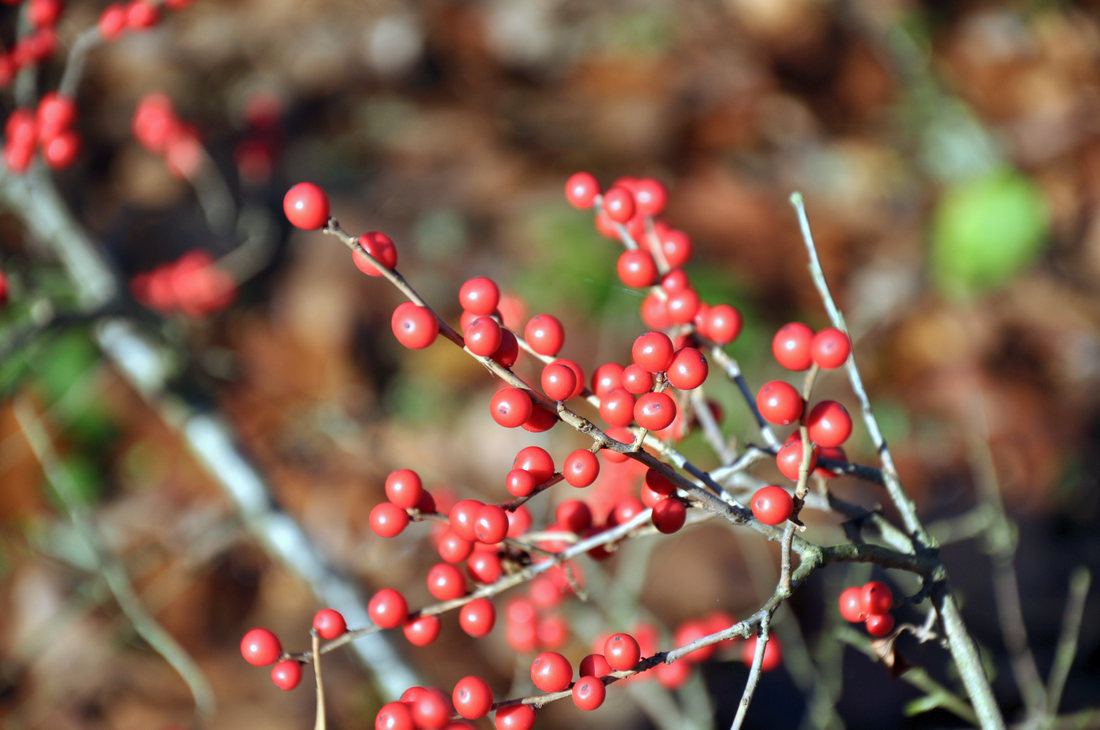 Cesmina Ilex verticillata Apollo