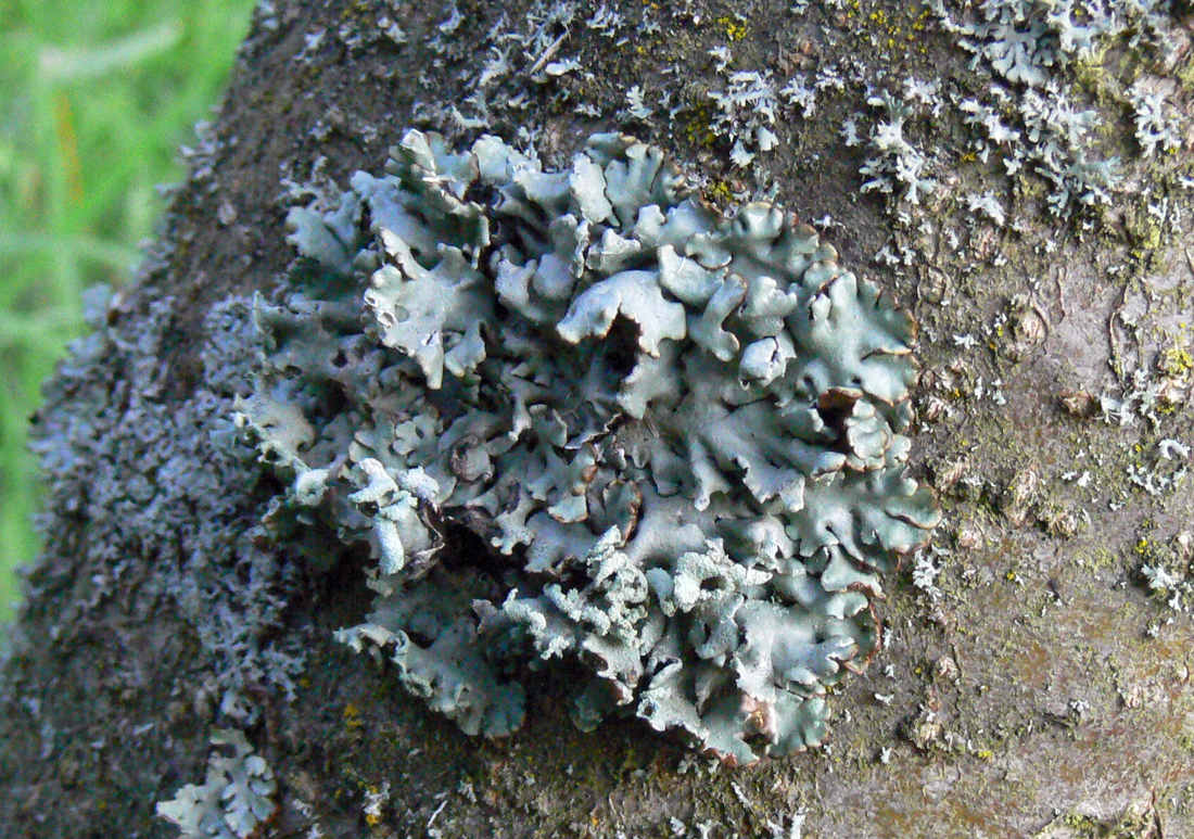 Terčovka bublinatá (Hypogymnia physodes) Terčovka bublinatá