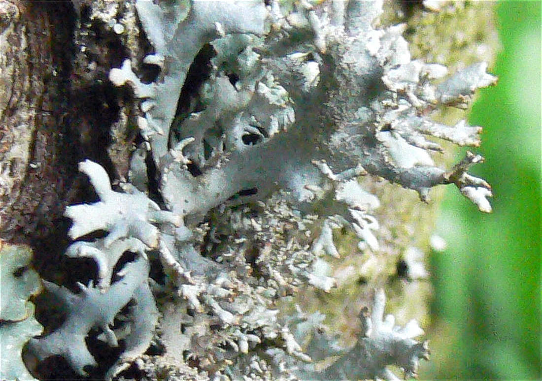 Terčovka otrubčitá (Pseudevernia furfuracea) Terčovka otrubčitá