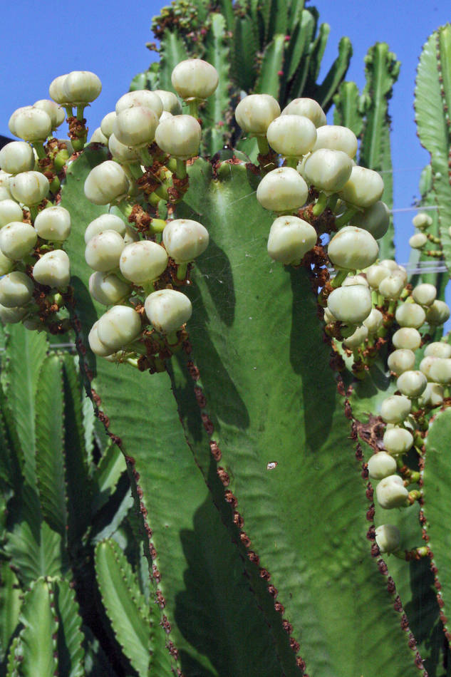 Z tobolky vystřelí semena pryšce obrovského (Euphorbia ingens) Z tobolky vystřelí semena pryšce obrovského (Euphorbia ingens)