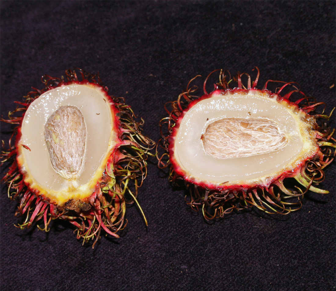 Rambutan v řezu Rambutan v řezu