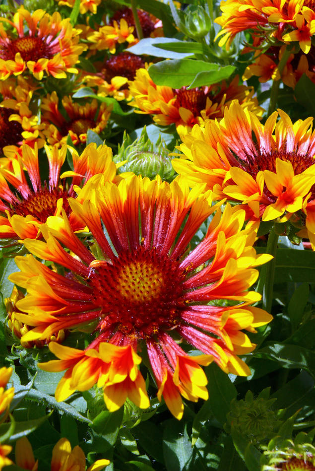 Kokarda velkokvětá Fanfare (G. grandiflora Fanfare