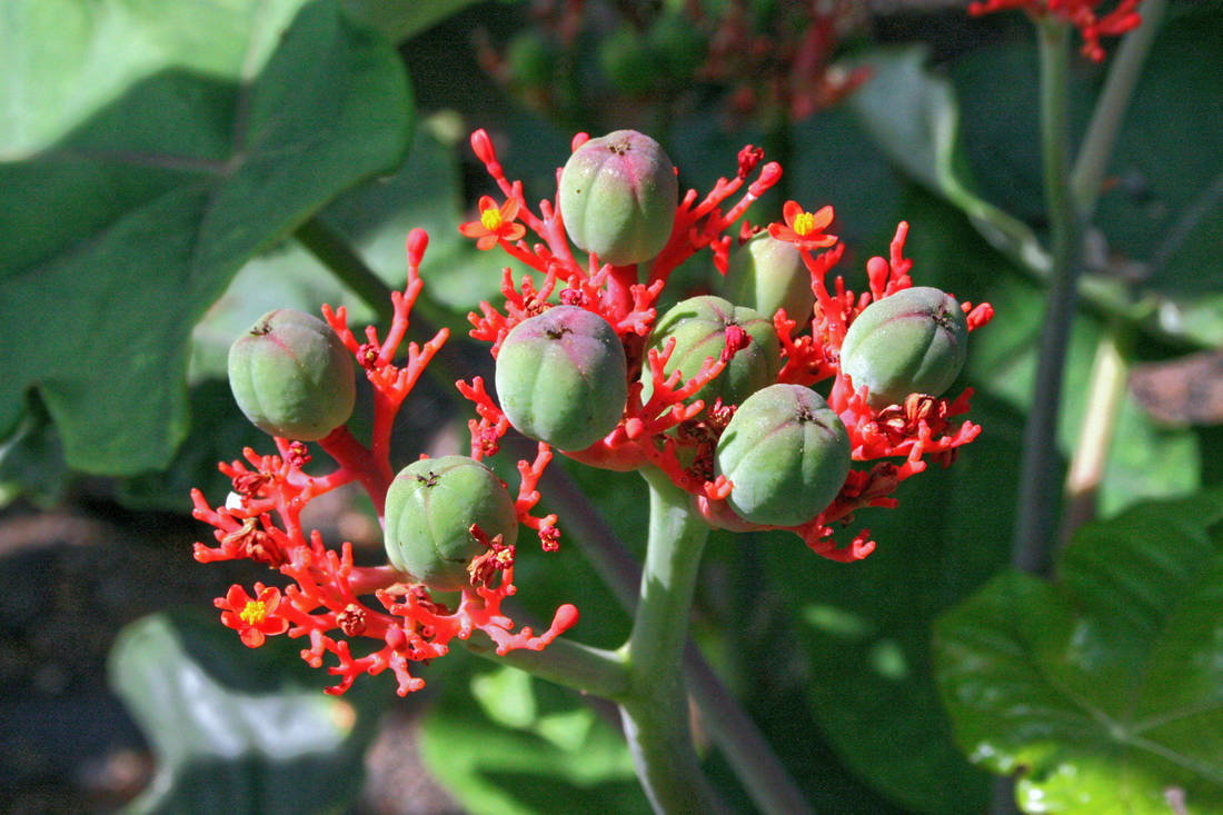 Dávivec Jatropha podagrica vystřeluje semena fazolovitého tvaru do vzdálenosti okolo 1 m Dávivec Jatropha podagrica