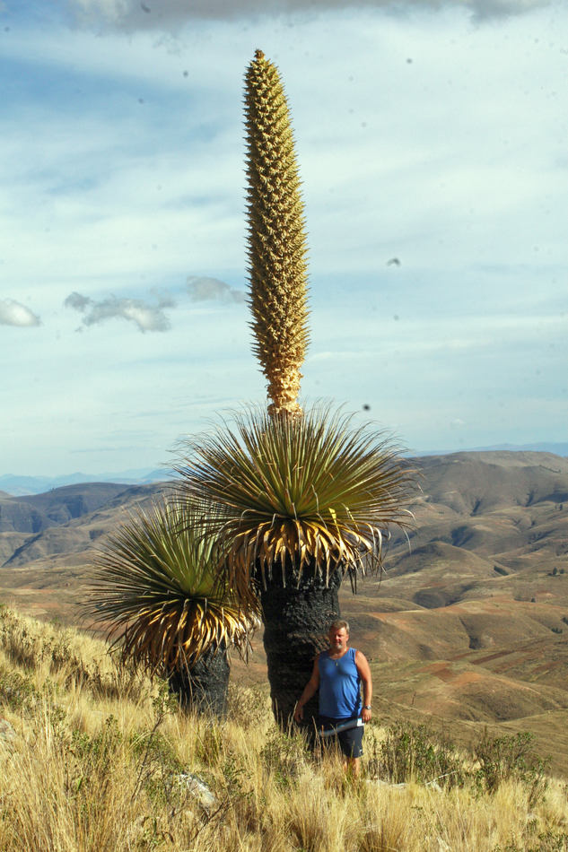 Puya raimondii dorůstá až 12 metrů Puya raimondii dorůstá až 12 metrů