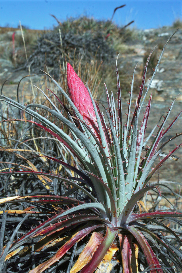 Rod Puya vytváří palicovitá květenství Rod Puya vytváří palicovitá květenství
