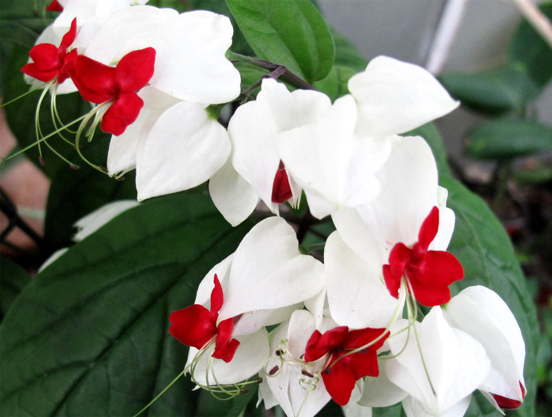 Klerodendron