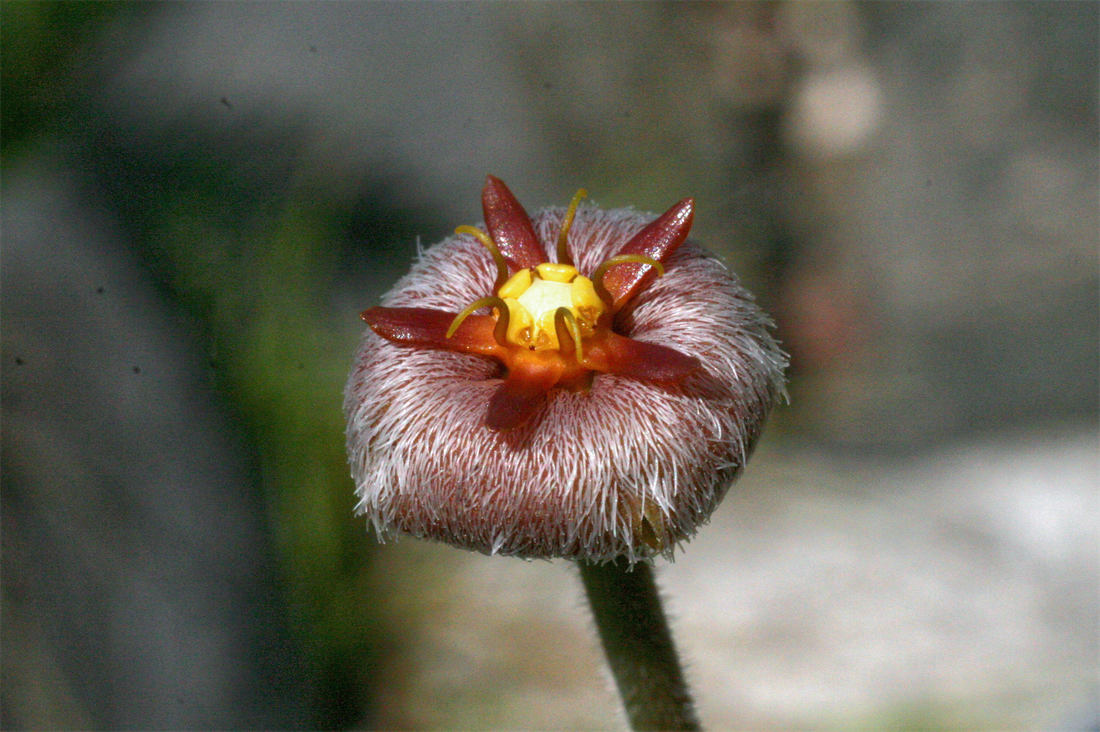 Květ Stapelia erectiflora nepřesáhne ani 2 cm Květ Stapelia erectiflora nepřesáhne ani 2 cm