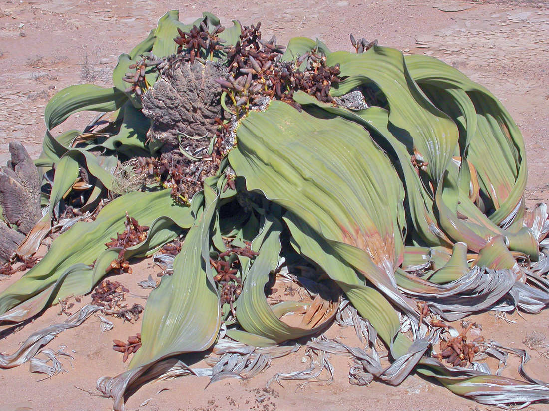 Welwitschia mirabilis působí bizarním dojmem Welwitschia mirabilis