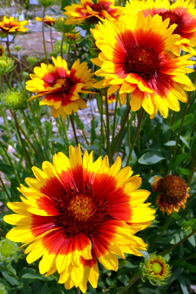 Kokarda osinatá (Gaillardia aristata)