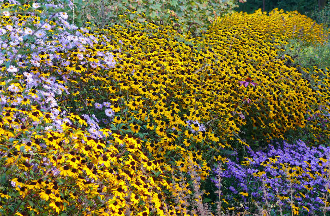 Třapatka trojlaločná (Rudbeckia triloba) Třapatka trojlaločná