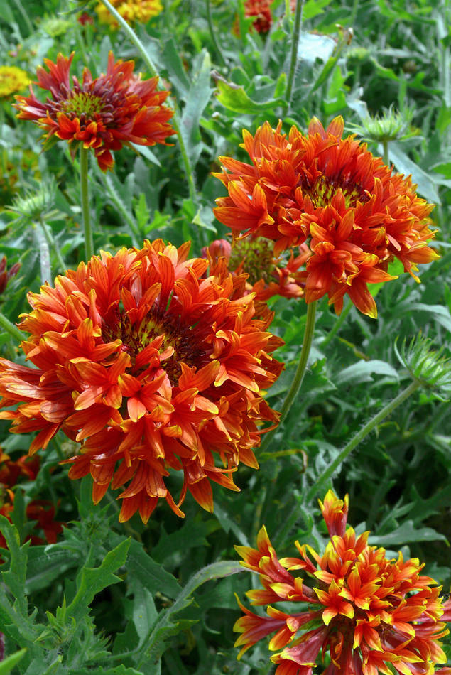 Kokarda sličná (Gaillardia pulchella)