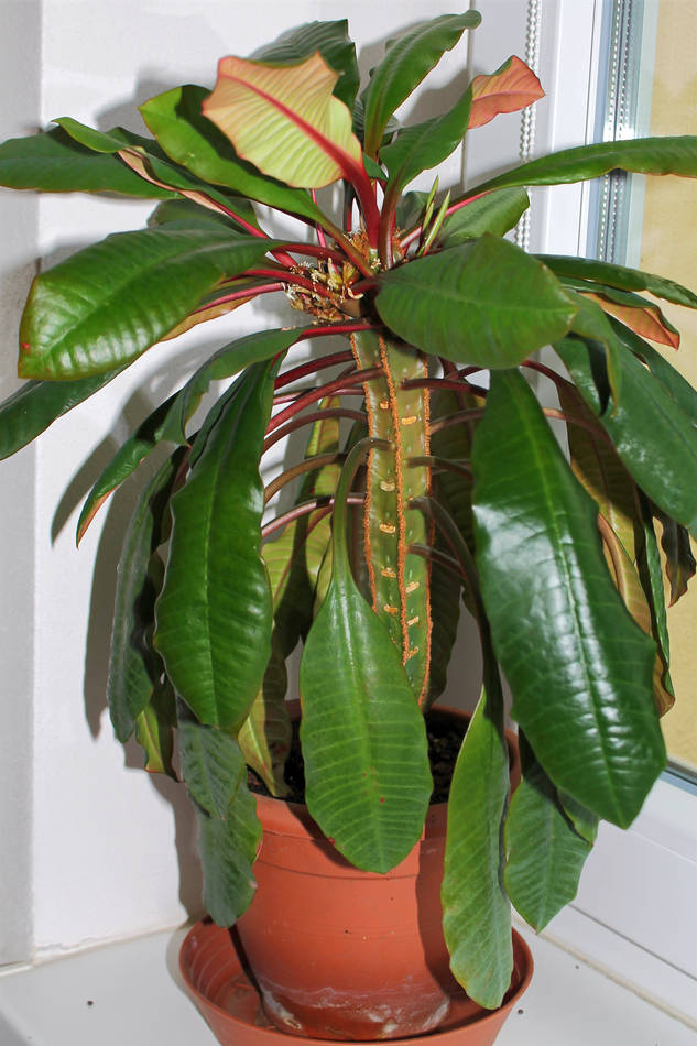 Pryšec běložilný (Euphorbia leuconeura) Pryšec běložilný (Euphorbia leuconeura)