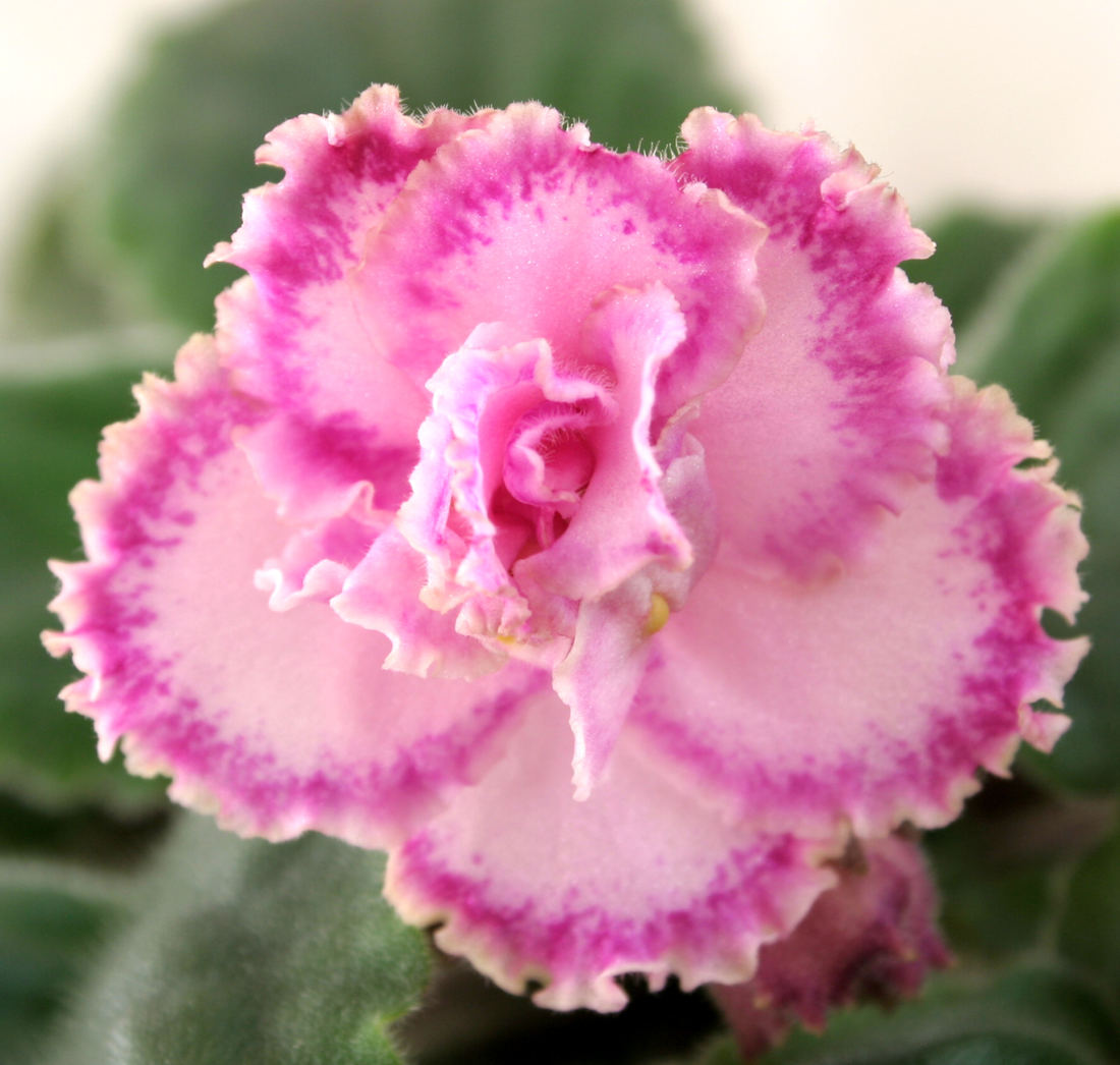 Tomorrow´s Pink Tomorrow´s Pink