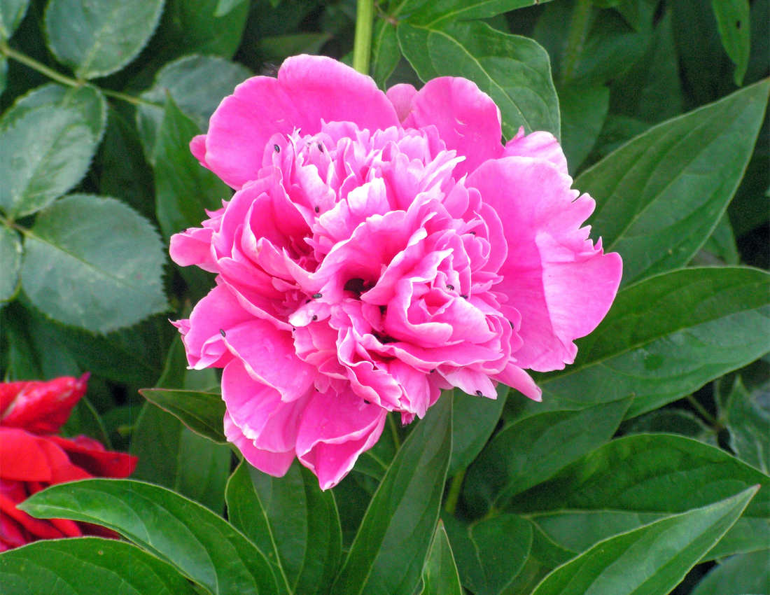 Květ bylinné pivoňky čínské, kterou je možné množit kořenovými řízky Pivoňka čínská (Paeonia lactiflora)