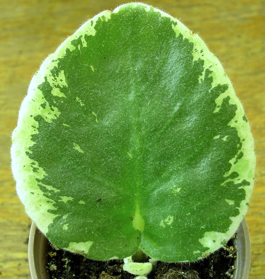 Pestrolistost Tommie Lou nazvaná podle objevitelky je stálá, geneticky podmíněná Pestrolistost Tommie Lou nazvaná podle objevitelky je stálá, geneticky podmíněná