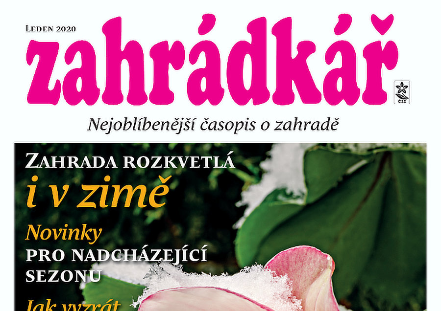 Zahrádkář v lednu: výsevy krásy, jahodová réva, praktické rady