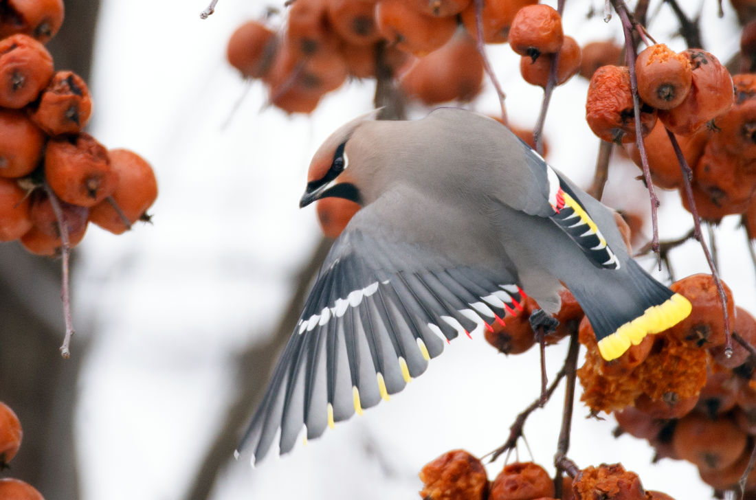Brkoslav severní na plané jabloni. V přezrálých jablíčkách již probíhá alkoholové kvašení. Foto Shutterstock Jablíčka jabloně lesní neboli plané už obsahují alkohol