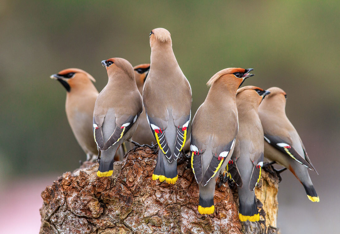 Brkoslavi upoutají vybarvením peří; foto Shutterstock Brkoslavi
