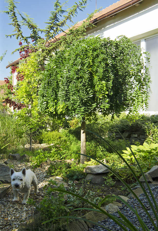 Jerlín japonský Pendula Jerlín japonský Pendula