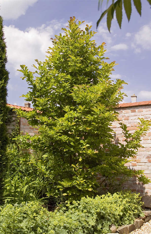 Šácholan (Magnolia) Šácholan (Magnolia)