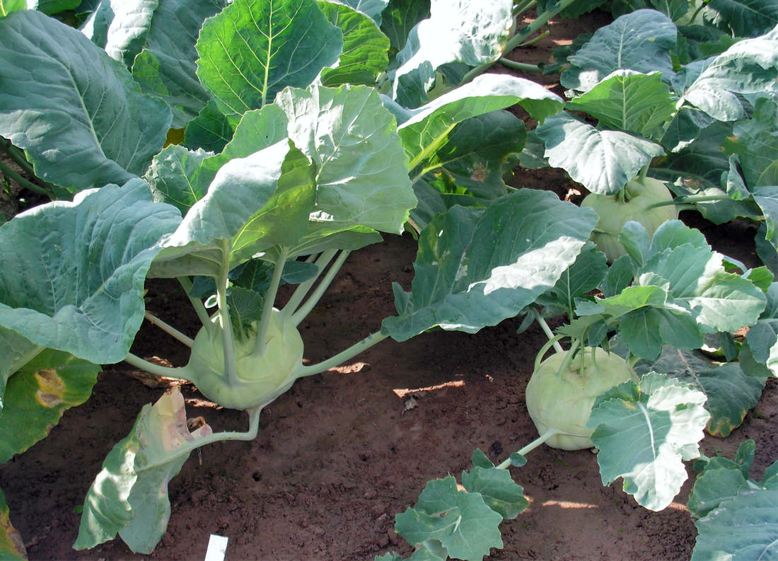 Vlevo typ odrůdy Gigant, vpravo Troja F1. Zatímco první zvětší objem, druhá už neporoste. Vlevo typ odrůdy Gigant, vpravo Troja F1. Zatímco první zvětší objem, druhá už neporoste.