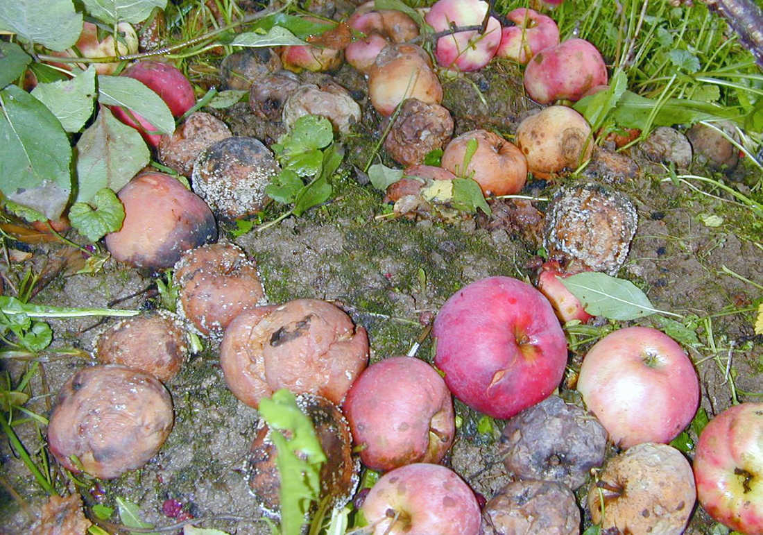 Jablka napadená moniliovou hnilobou je nutné pečlivě shrabat Jablka napadená moniliovou hnilobou