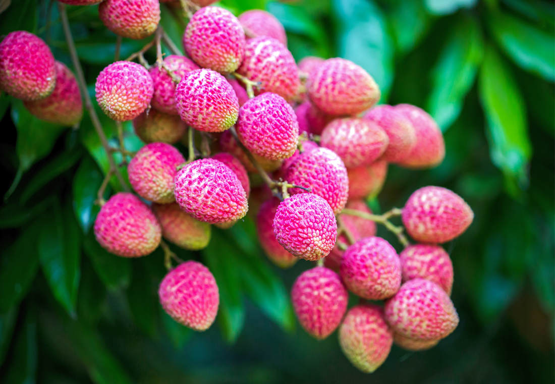 Tropy na vánočním stole: liči, longan, rambutan