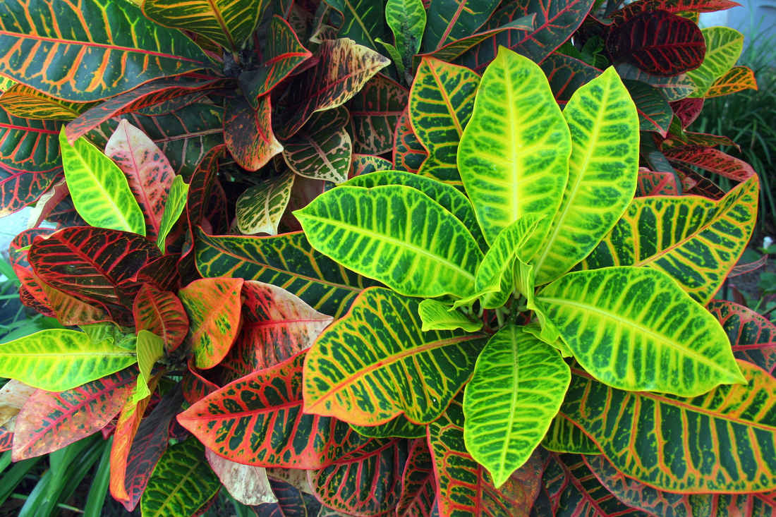 Podivec pestrý (Codiaeum variegatum); foto Shutterstock Podivec pestrý