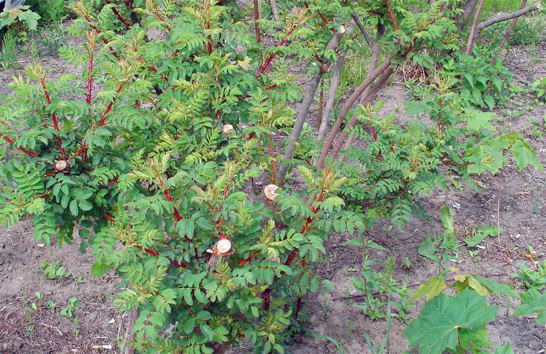 Zmlazování botanické růže Zmlazování botanické růže