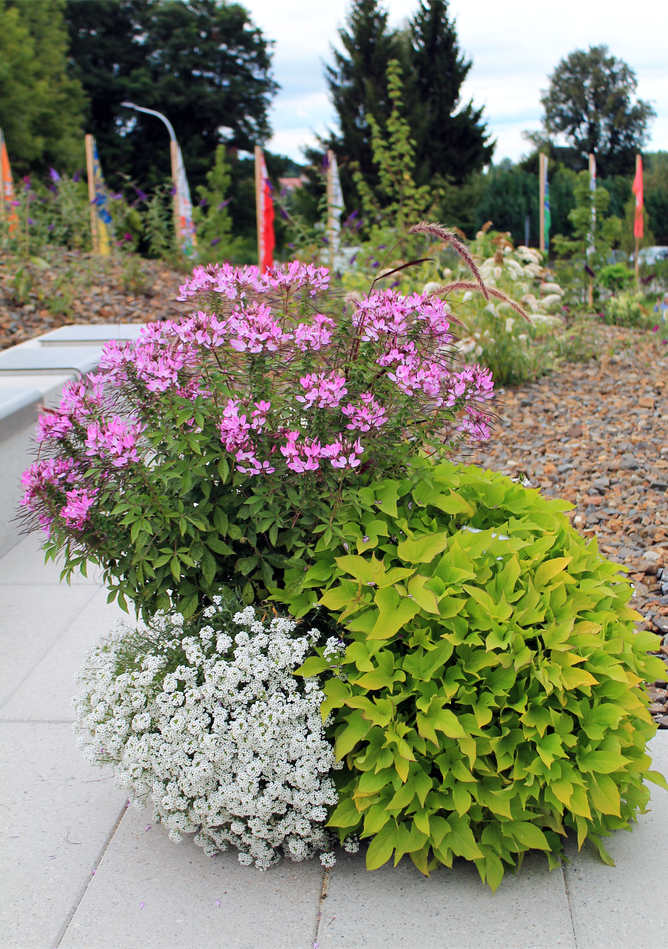 Povijnice Light Green a letničky Cleome Seňorita Rosalita (růžová) a Lobularia Povijnice Light Green a letničky Cleome Seňorita Rosalita (růžová) a Lobularia