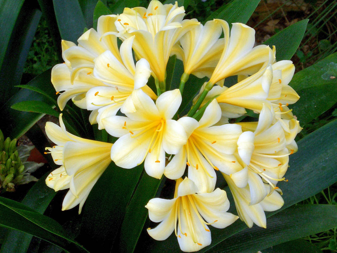 Clivia miniata var. citrina Klívie var. citrina