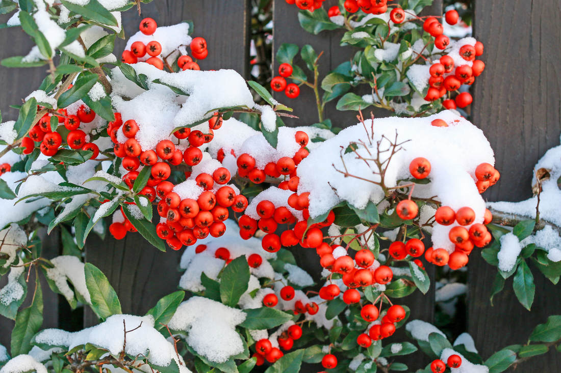 Hlohyně šarlatová v zimě; foto Shutterstock Hlohyně šarlatová (Pyracantha coccinea)