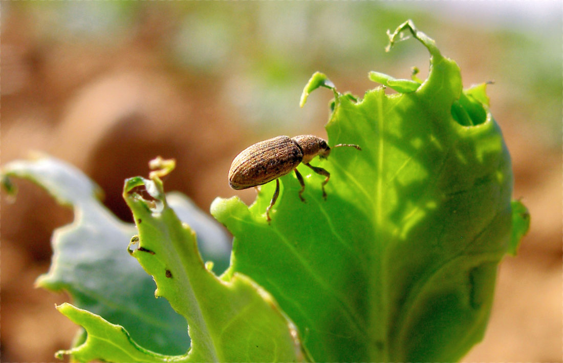 Listopas Listopas