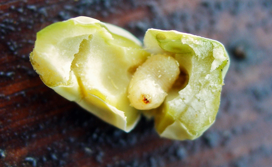 Larva zrnokaze hrachového v rozříznutém hrášku, foto Jan Kazda Larva zrnokaze v hrášku