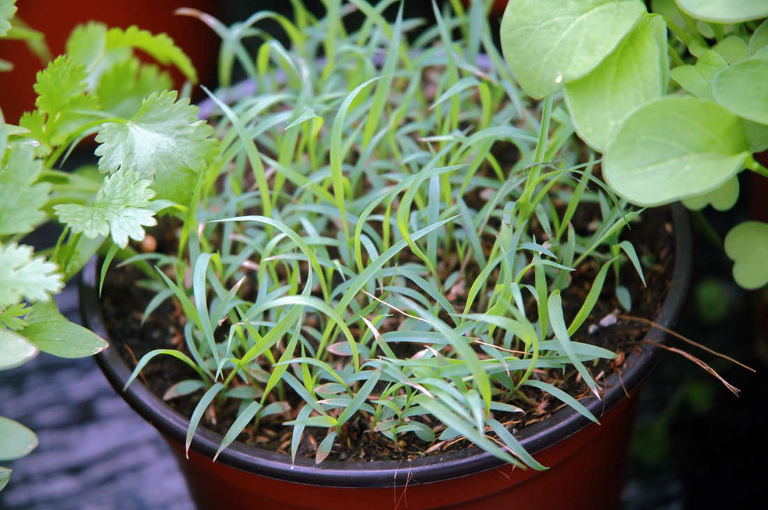 Citronová tráva Citronová tráva