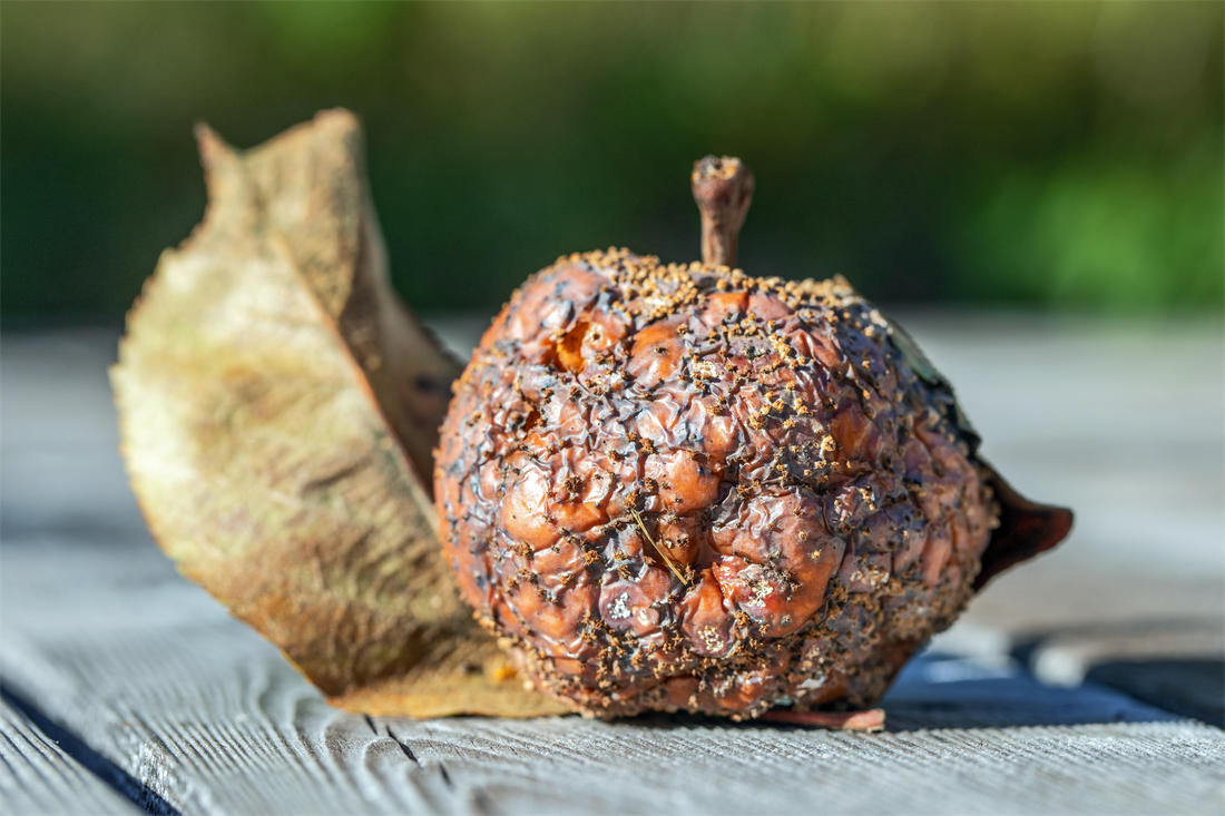 Zdrojem infekce jsou shnilá jablka, i když vyschnou a zůstanou na stromě nebo pod ním; foto Shutterstock Mumifikovaný zdroj infekce moniliniové hniloby