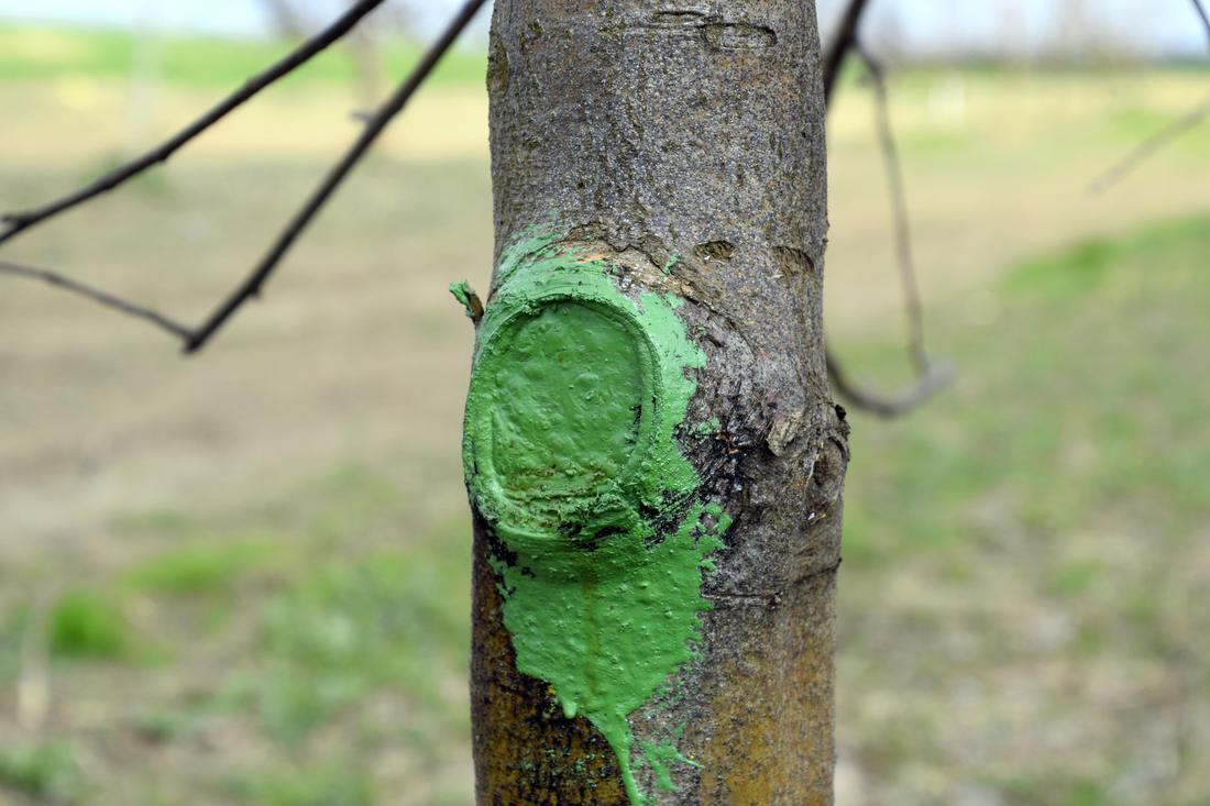 Nátěr chrání ránu po řezu před infekcí; foto Shutterstock Ránu po řezu jabloně ošetříme nátěrem
