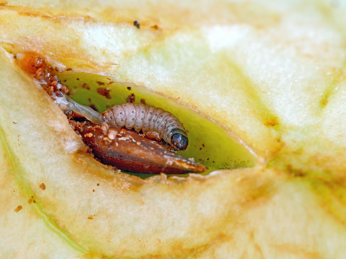 Larva obaleče jablečného (Cydia pomonella) neboli červ v jablku; foto Shutterstock Larva obaleče jablečného v jablku