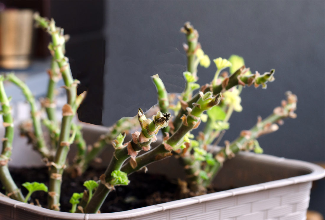 Také zimující muškáty občas potřebují péči; foto Shutterstock Vegetační klid pelargonií