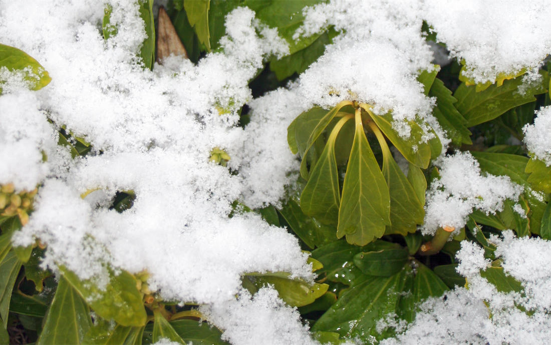 Tlustonitník klasnatý (Pachysandra terminalis)