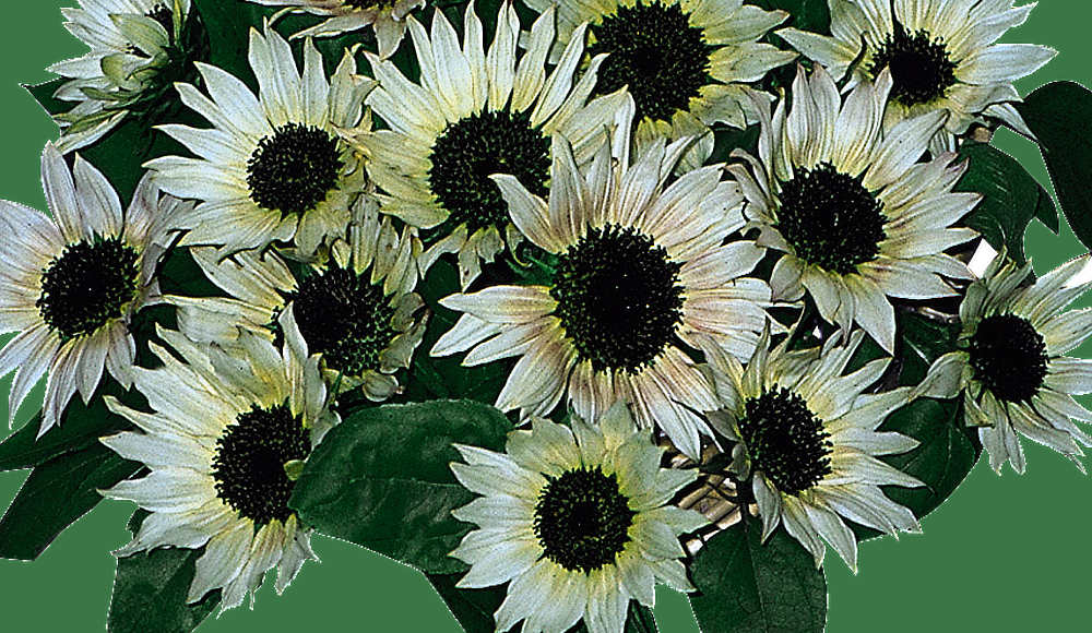 Moonshadow F1