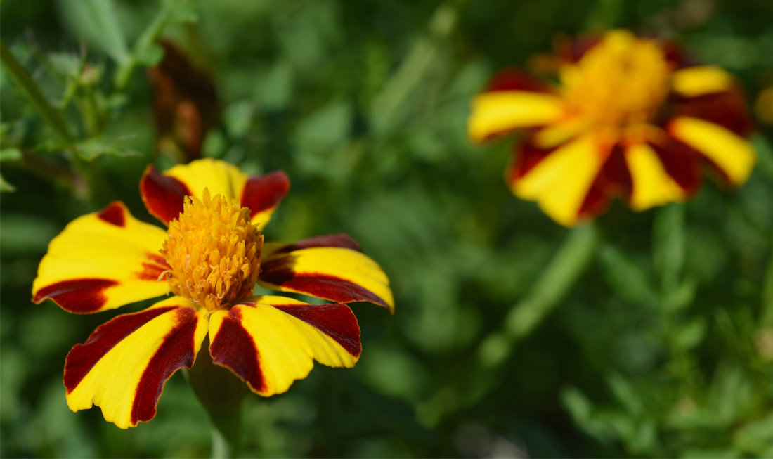 Tagetes patula Mr. Majestic ve žluté a mahagonové kombinaci