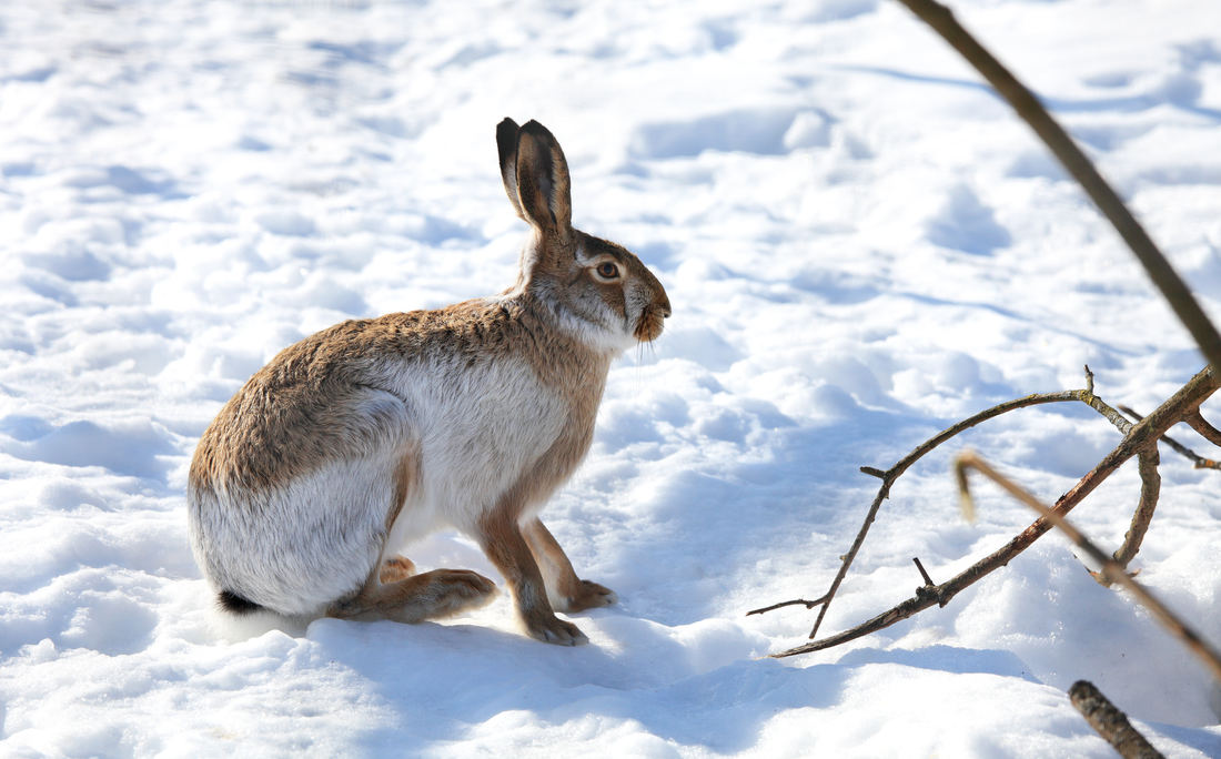 Větve z prořezu mohou zajíce odlákat od kmínků mladých stromků; foto Shutterstock Zajíc hledá potravu