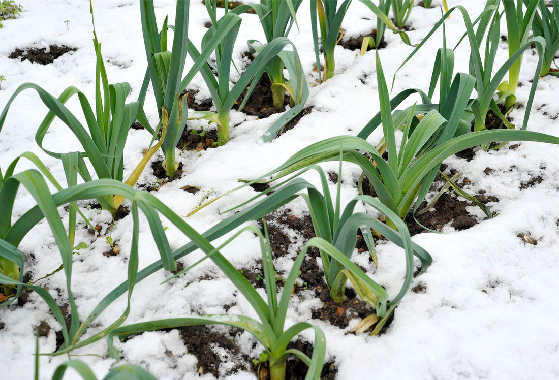 Ozimý pór se vysévá v květnu a má vegetační dobu dlouhou 200 dnů; foto Shutterstock Ozimé odrůdy póru sneso mráz