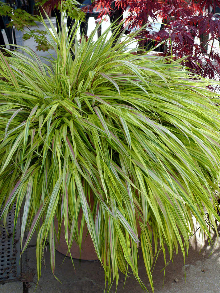 Hakonechloa Hakonechloa