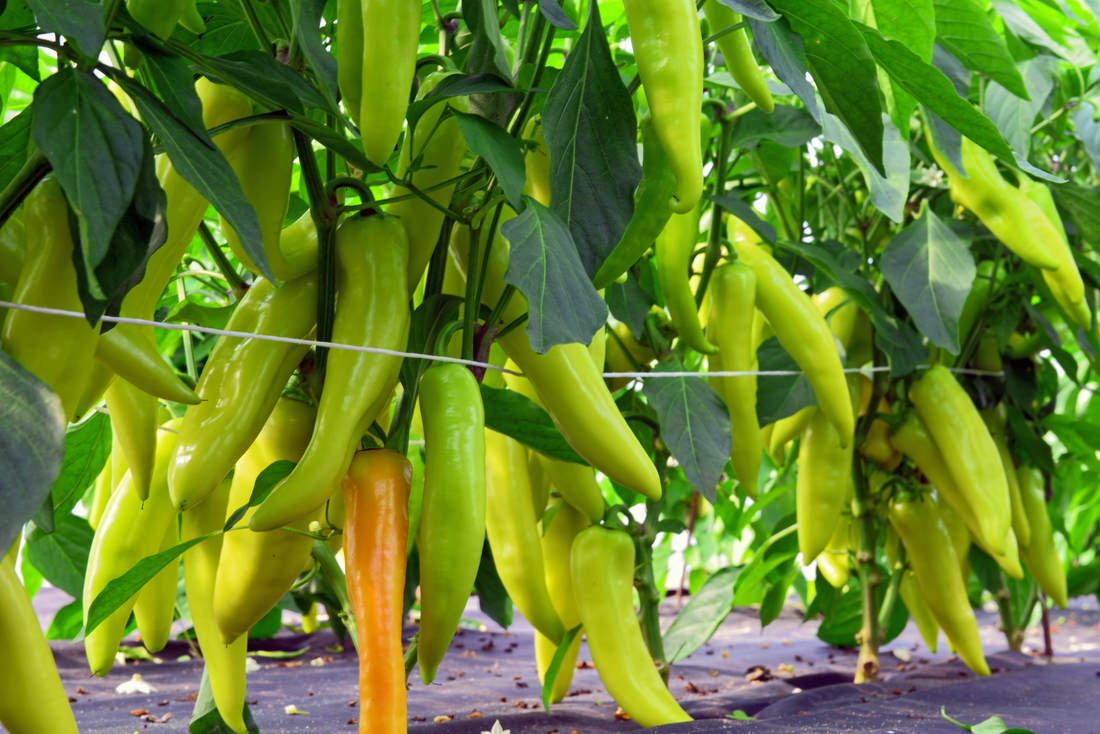 Paprika odrůdy Amboy F1