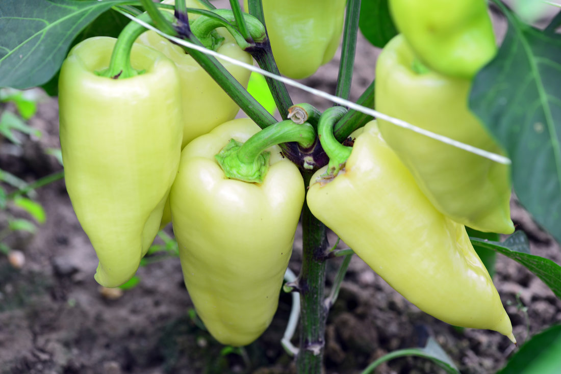 Paprika odrůdy Cynthia