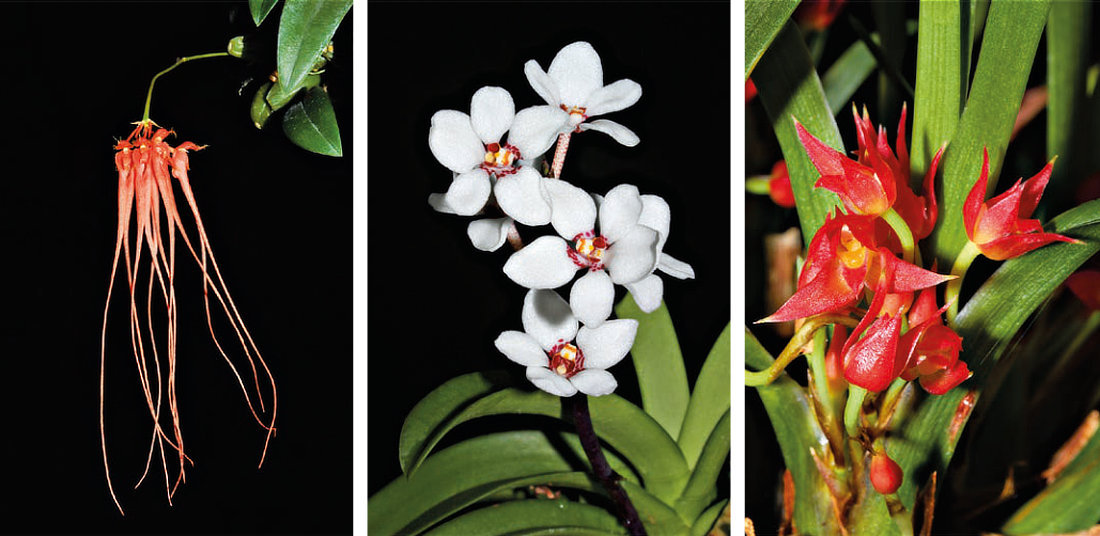 Bulbophyllum moniliforme, Sarcochilus hartmanii, Maxillaria coccinea se hodí do bytu; foto Romana Rybková Bulbophyllum moniliforme, Sar- cochilus hartmanii, Maxillaria coccinea