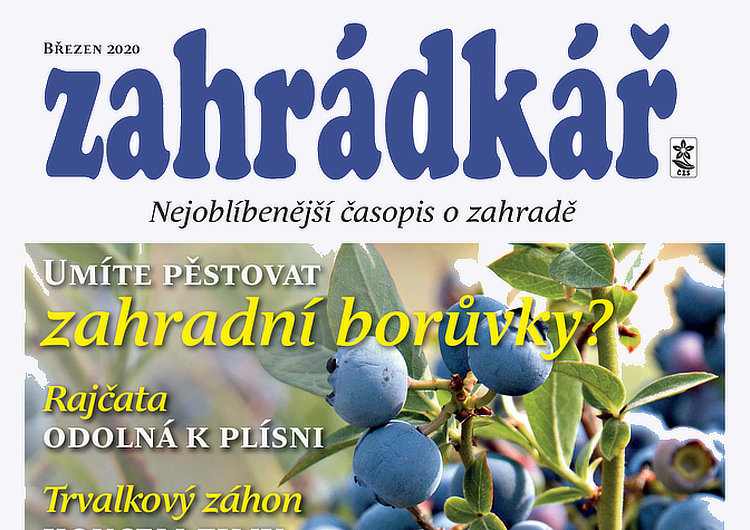 Zahrádkář v březnu: borůvky, miniorchideje, řepa, ptáčata…